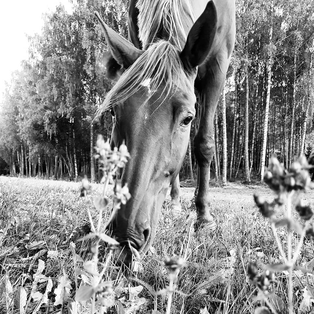 #sandsvær på Instagram